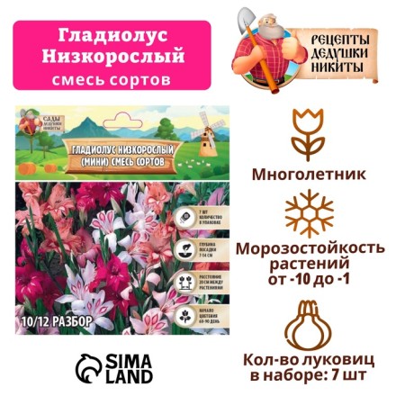Gladiolus stunted (mini) mixture of varieties rr 10/+, 7 pcs,