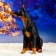 Garden figure "Doberman dog" Big sits 20*21*48 cm