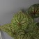 Bonsai in a pot "Aglanem Silver" 33x11 cm, green
