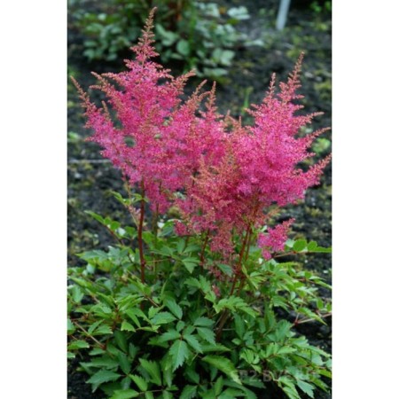 Astilba hybrid junik lilak, C1.5 pot, H10-50 height, 1 pc, summer 2024