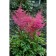 Astilba hybrid junik lilak, C1.5 pot, H10-50 height, 1 pc, summer 2024
