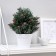Bonsai in the pot "coniferous bush" 10x24 cm