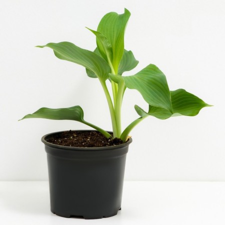 Host Hybrid Band Ov Gold, C2 pot, H10-50 height, 1 pc, summer 2024-1