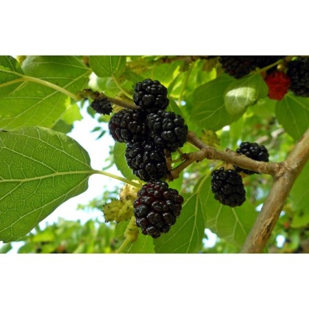 Mulberry black "Nigra" 1 pc, tube, spring 2025-3