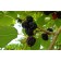 Mulberry black "Nigra" 1 pc, tube, spring 2025