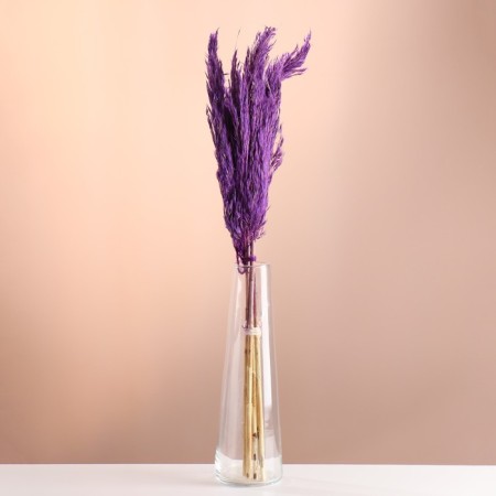 Set of dried flowers "reed", banch length 65 (+/- 6 cm), purple