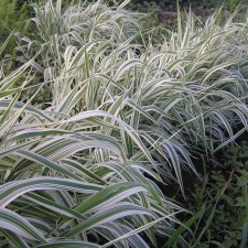 Falyaris reed Fessei, C2 pot, H10-50 height, 1 pc, summer 2024