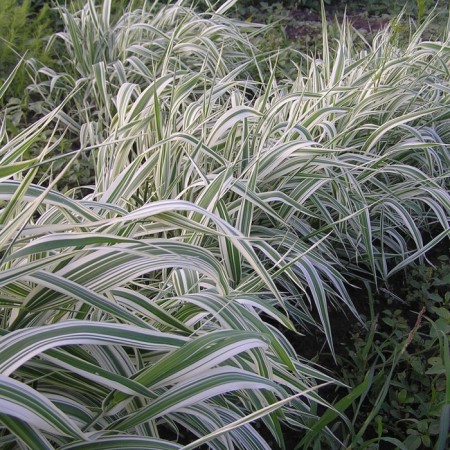 Falyaris reed Fessei, C2 pot, H10-50 height, 1 pc, summer 2024