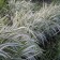 Falyaris reed Fessei, C2 pot, H10-50 height, 1 pc, summer 2024