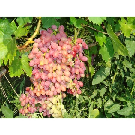 Grapes are radiant, spring 2024, 1 pc.