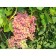 Grapes are radiant, spring 2024, 1 pc.