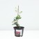 Clematis large-flowered Ernest McHem, C2 pot, H20-40, 1 pc, summer 2024