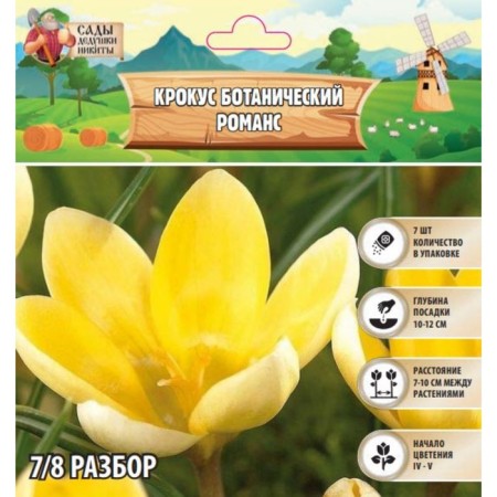 Crocus Botanical romance, river 7/8, 7 pcs, autumn 2024