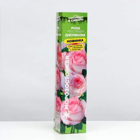 Seedling rose tea-hybrid Jumilia, 1 pc, spring 2024