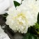 Flowers artificial "PION Snow Peak" D-14 cm 61 cm, white