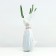 Tarot Rosa seedling spring 2024, 1 pc.