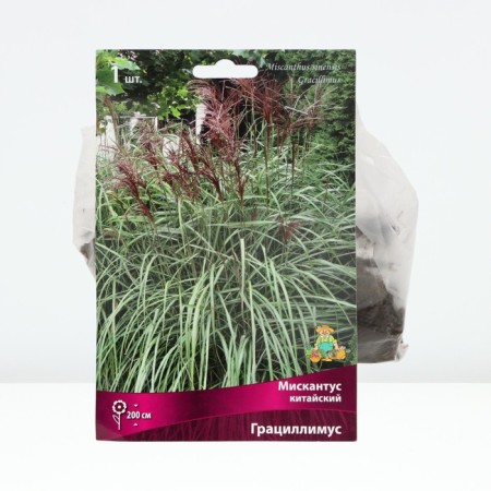 Miscantus Chinese gracillimus, rr I, 1 pc, spring 2025