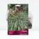 Miscantus Chinese gracillimus, rr I, 1 pc, spring 2025