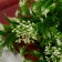 Bouquet "Maisky valley" 29 cm, white-green