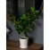 Decorative plant in a ceramic pot "Mini tree", 13.5 × 13.5 × 61 cm