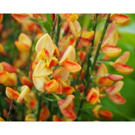 Saphenet Brushphane "Apricot Gem", P9 pot, summer 2024
