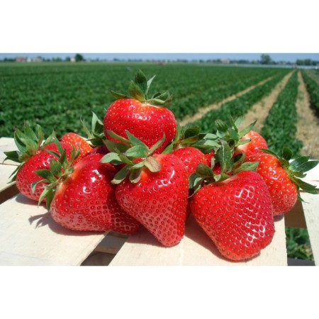 Strawberry garden Jolie, p9 pot, 1 pc, summer 2024
