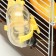 A cage for rodents "Pigger", equipped with a lock, 27 x 21 x 31 cm, brown