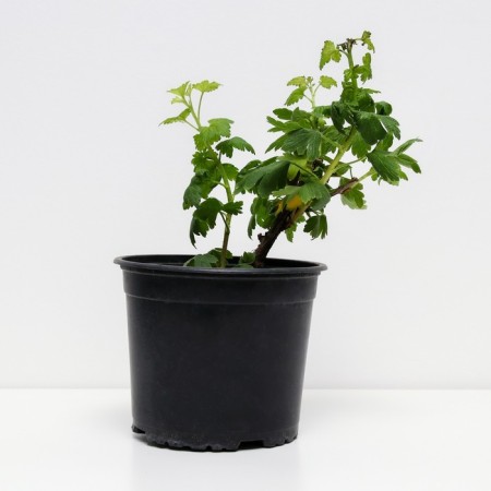 Gooseberry Sirius, c2 pot, n20-40 height, 1 pc, summer 2024-1