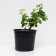 Gooseberry Sirius, c2 pot, n20-40 height, 1 pc, summer 2024