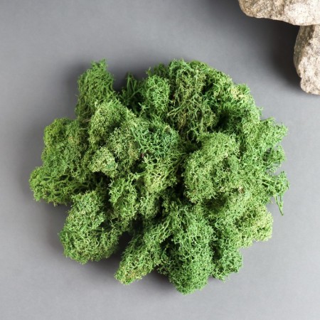 Moss Yagel stabilized, premium, "natural green" 1000 gr.-1