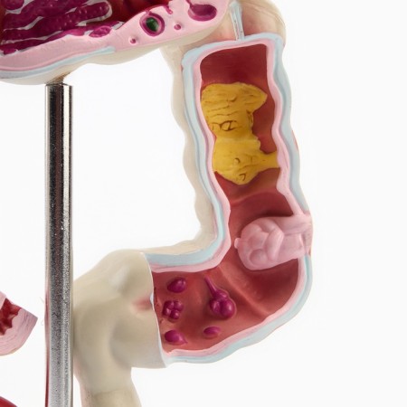 Mettle of the "intestines" 19*15cm-3