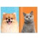 Book with stickers "Decorate the pet", 12 pp., 55 stickers