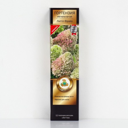 Hydrangea blizzard Patio Lux "Little Freis", 1 pc, tube, spring 2025