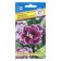 Brockied Gloxinia Flowers, purple with a border, F1, dragees, 10pcs