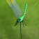 Plug "Dragonfly Sendy" 14x9cm/45cm, mix