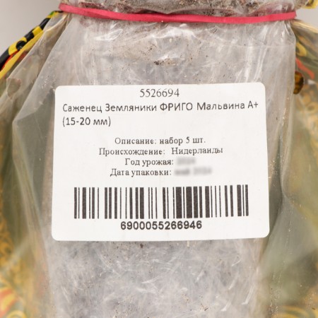 Strawberry seedlings of Frigi Malvina A+ (15-20 mm), set 5 pcs-3