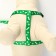Kapron "Bones and Paws" kit, leash 120 x 1.5 cm, og 30-44 cm, green