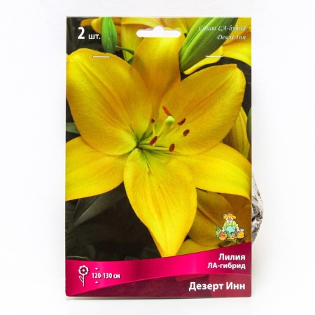 Liliya Lilia Hybrids Desert TIN, 14/16 rr, 2 pcs. 120-130 h (cm), autumn 2024