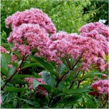 Spiritual spying atropurpureum, pot C3, 1 pc, summer 2024