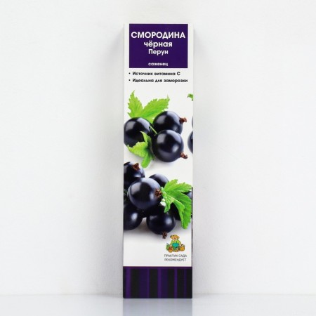 Currant of black traditional varieties "Perun", 1 pc, tube, spring 2025