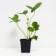 Strawberry Garden Rosinka, P9 Pot, 1 pc, summer 2024