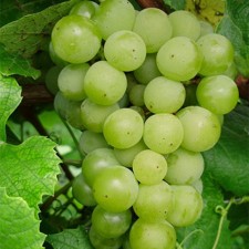 Sahenian grapes 