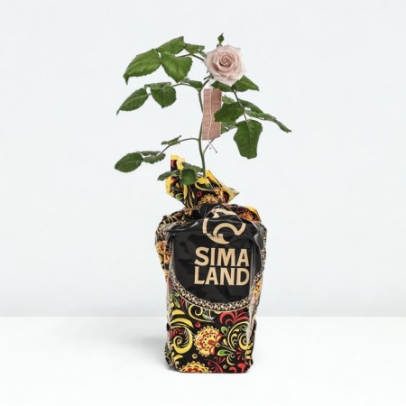 Seedling rose Tikld Pink, floribunda, pot 2 l., Summer 2024