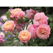 Seedling rose Guillaio Parkovaya 