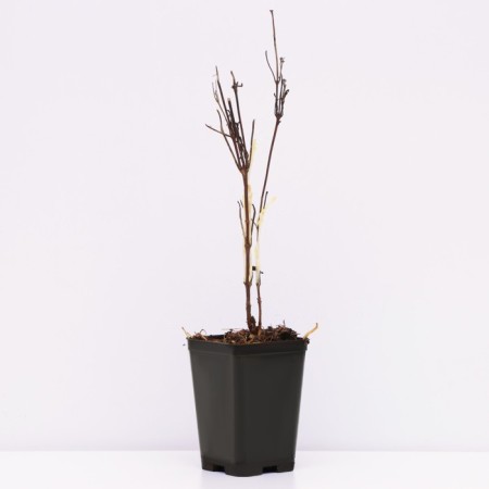 Clematis botanical suite "Astra Nova", tube, 1 pc, spring 2024-2