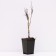 Clematis botanical suite "Astra Nova", tube, 1 pc, spring 2024