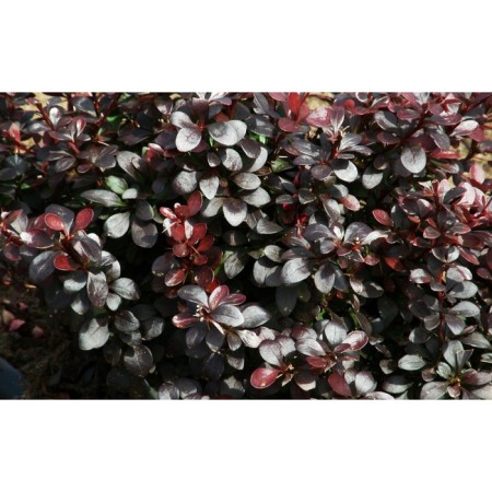 Barberry Tunberg Darts Red lady, C2 pot, H10-50 height, 1 pc, summer 2024