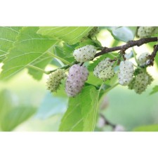 White mulberry, C3 pot, H20-40 height, 1 pc, summer 2024