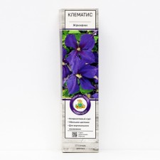 Clematis large -flowered 