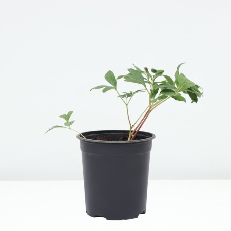 PION Milk -flowered Office Mutabilis captivity, pot C3, 1 pc, Summer 2024-1